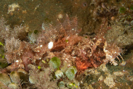 Image of Raggy scorpionfish