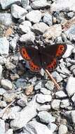 Image of Erebia montanus De Prunner 1798