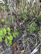 Image of pineland fern