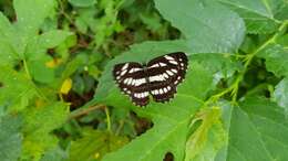 Image de Neptis hylas luculenta Fruhstorfer 1907