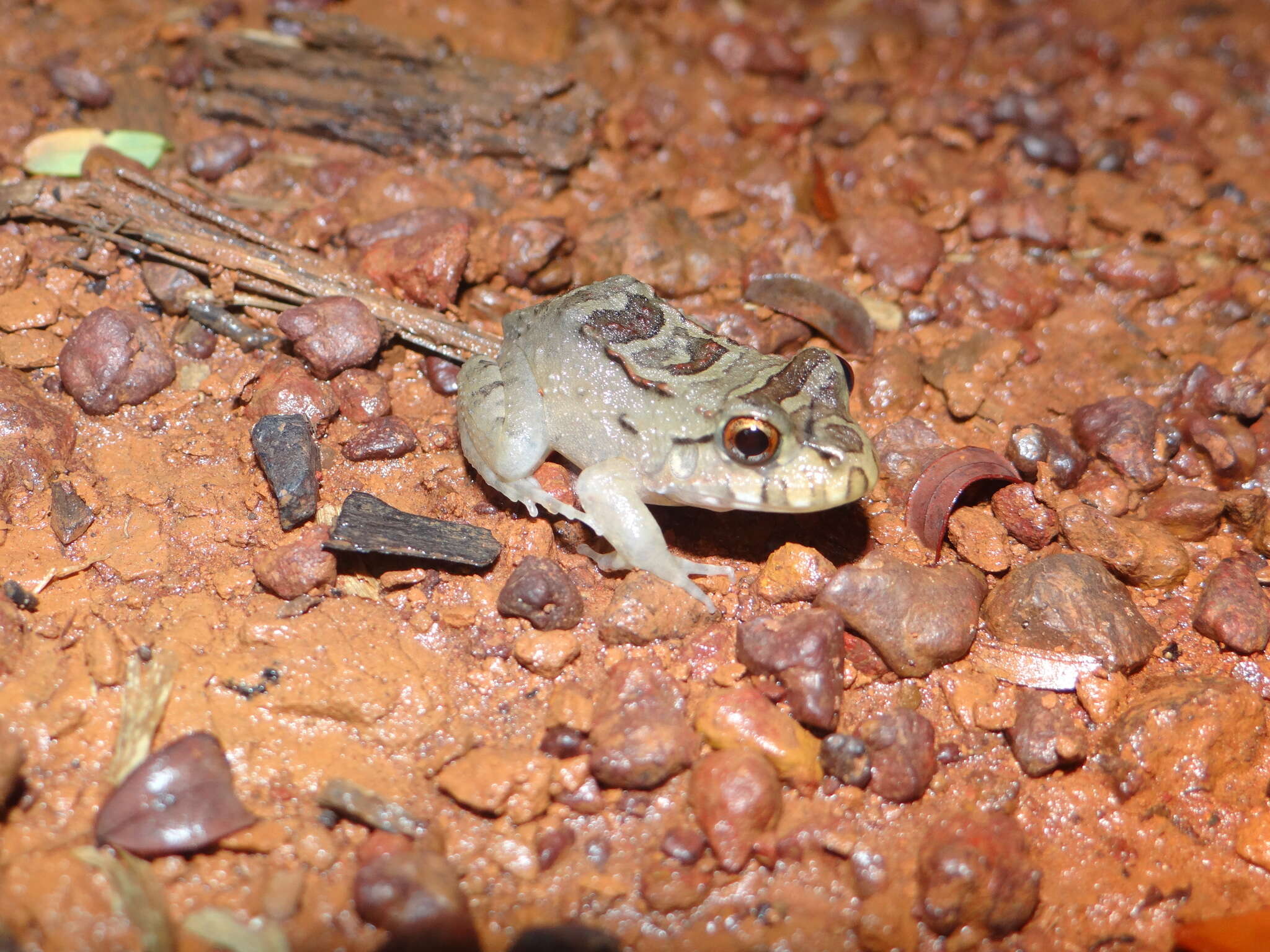 Image of Leptodactylus knudseni Heyer 1972