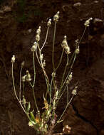 Image of Crepis syriaca (Bornm.) Babc. & NA v.