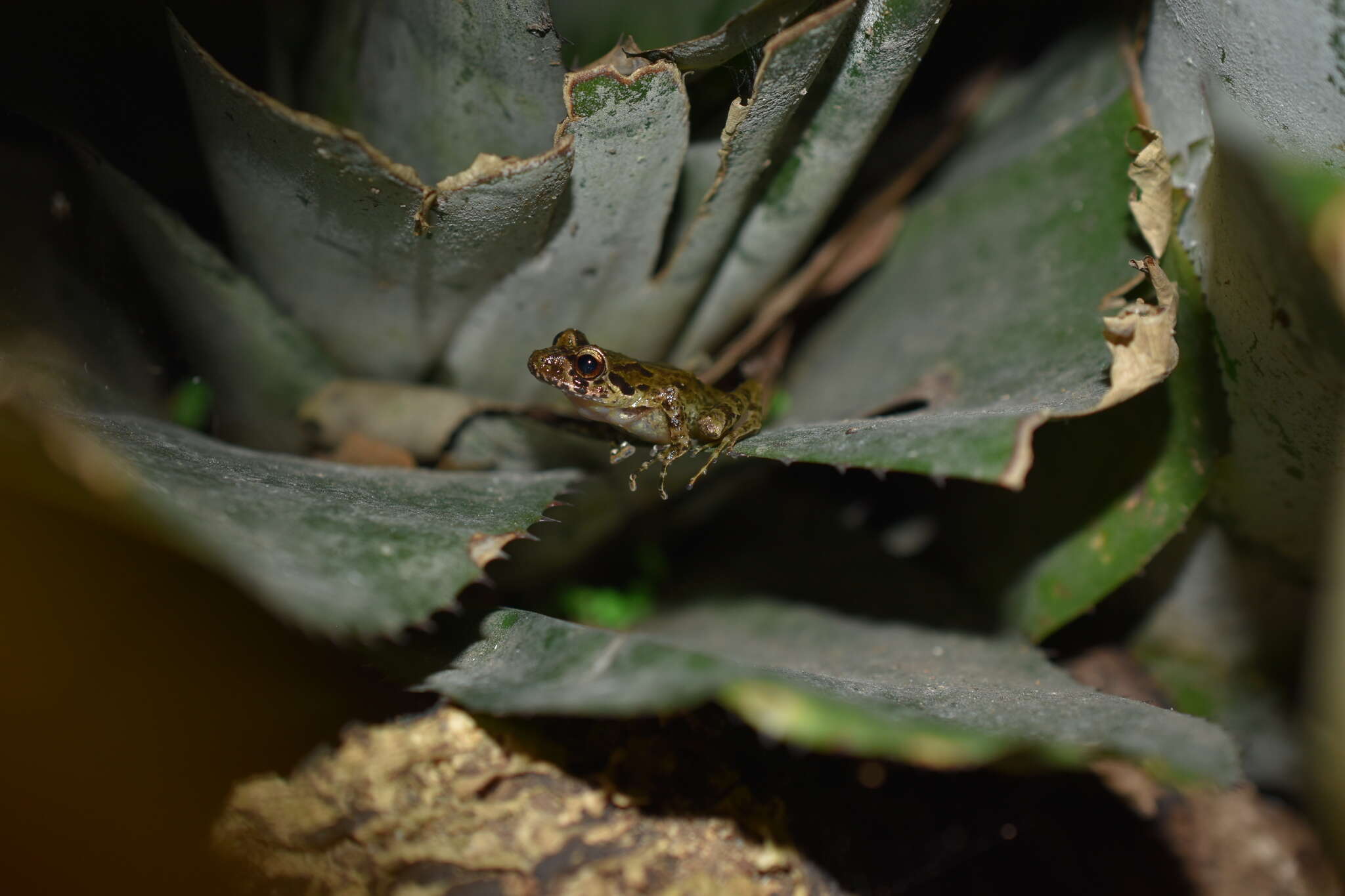 Sivun Craugastor decoratus (Taylor 1942) kuva