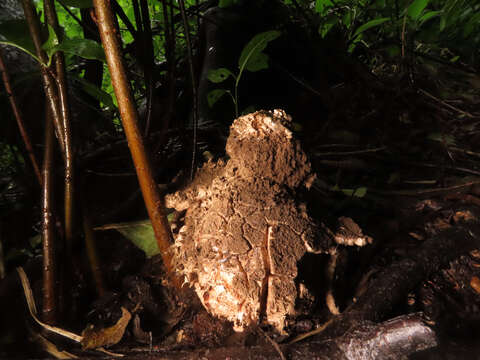 Image of Geastrum melanocephalum (Czern.) V. J. Staněk 1956