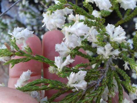 Image of Erica fimbriata Andr.