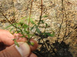 Imagem de Bidens ocellatus (Greenm.) T. E. Melchert