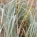 Image de Cladium mariscus subsp. californicum (S. Watson) Govaerts