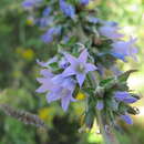 Image de Campanula macrostachya Waldst. & Kit. ex Willd.