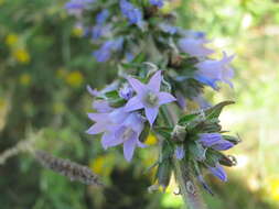 Image of Campanula macrostachya Waldst. & Kit. ex Willd.