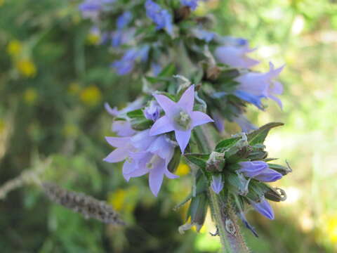 Imagem de Campanula macrostachya Waldst. & Kit. ex Willd.