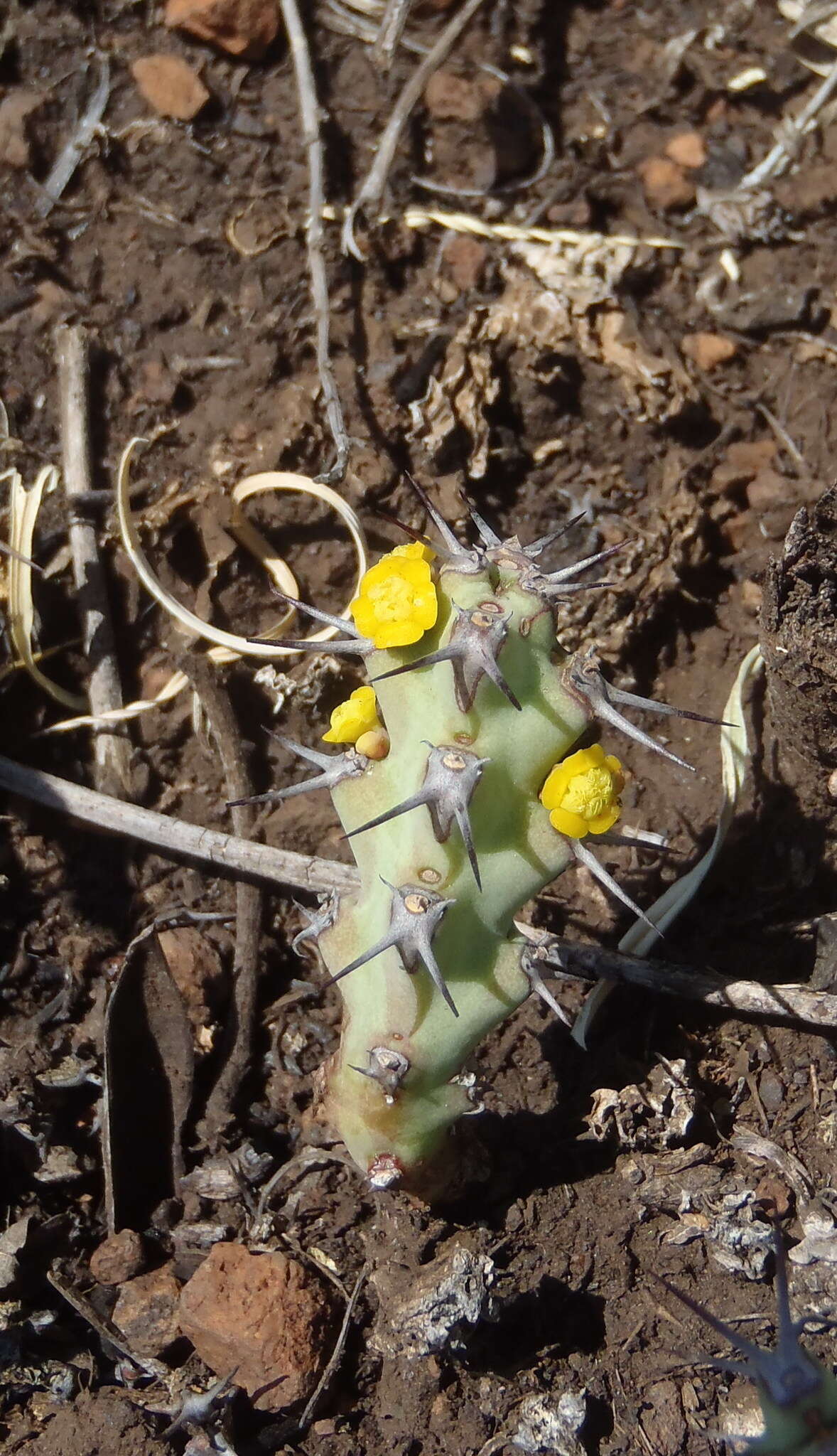 Image of Euphorbia schinzii Pax