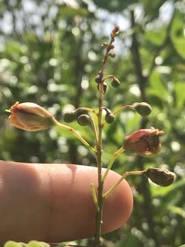 Image of Denisophytum