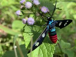 Imagem de Euchromia creusa Linnaeus 1758