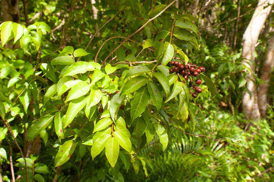 Image of Florida bitterbush