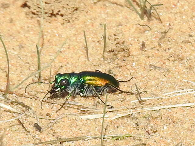 Image of Cicindela (Cicindela) scutellaris flavoviridis Vaurie 1950