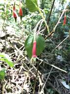 Imagem de Fuchsia splendens Zucc.