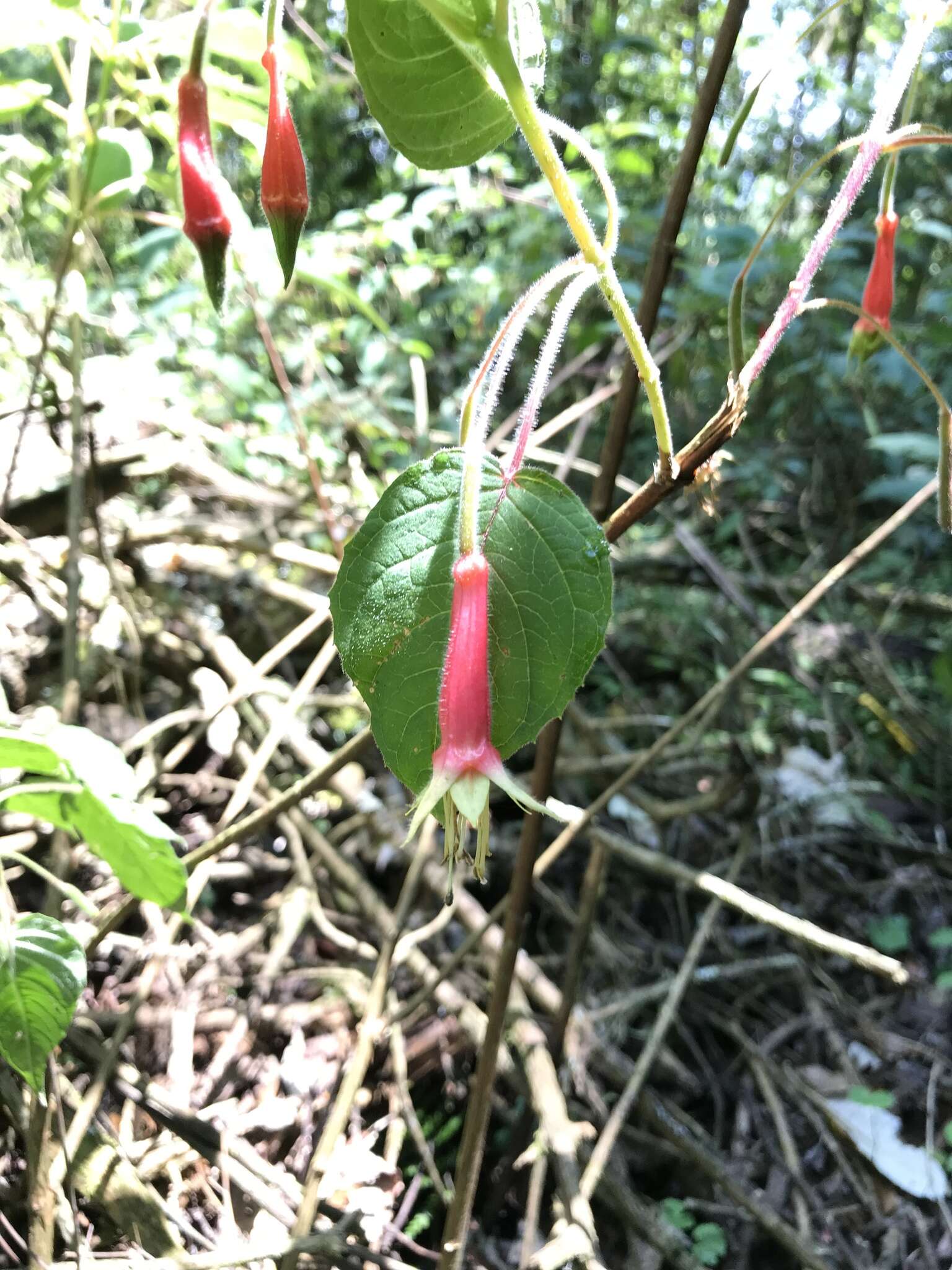 Image of Splendid Fuchsia