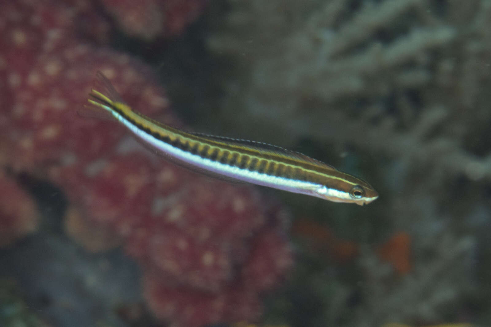 Image of Hit and Run Blenny