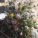 Image of Euphorbia melanohydrata Nel