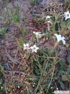 Image of Nicotiana bonariensis Lehm.