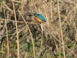 Image of Alcedo atthis bengalensis Gmelin & JF 1788