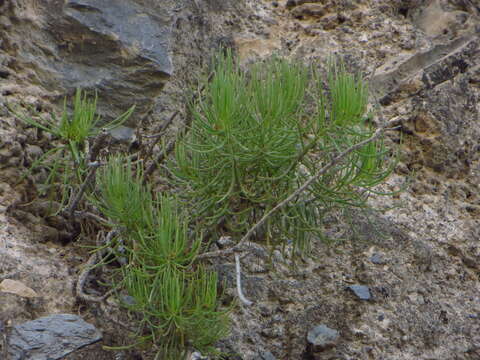 Image of Dyscritothamnus filifolius B. L. Rob.