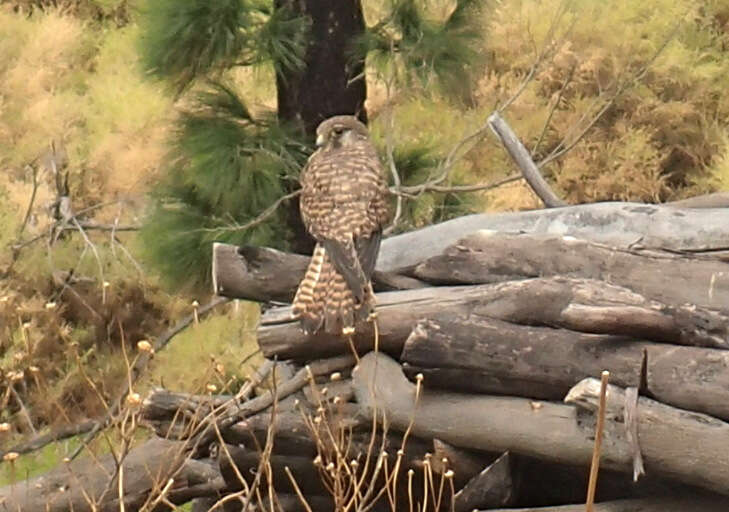 Falco tinnunculus canariensis (Koenig & AF 1890) resmi