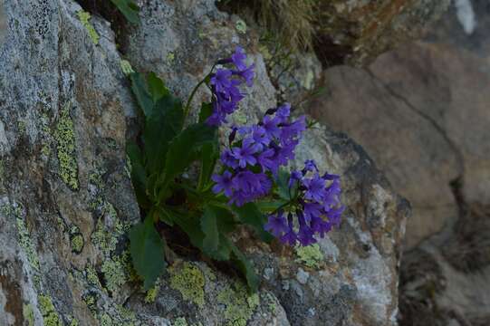 Primula latifolia subsp. graveolens (Hegetschw.) Rouy resmi