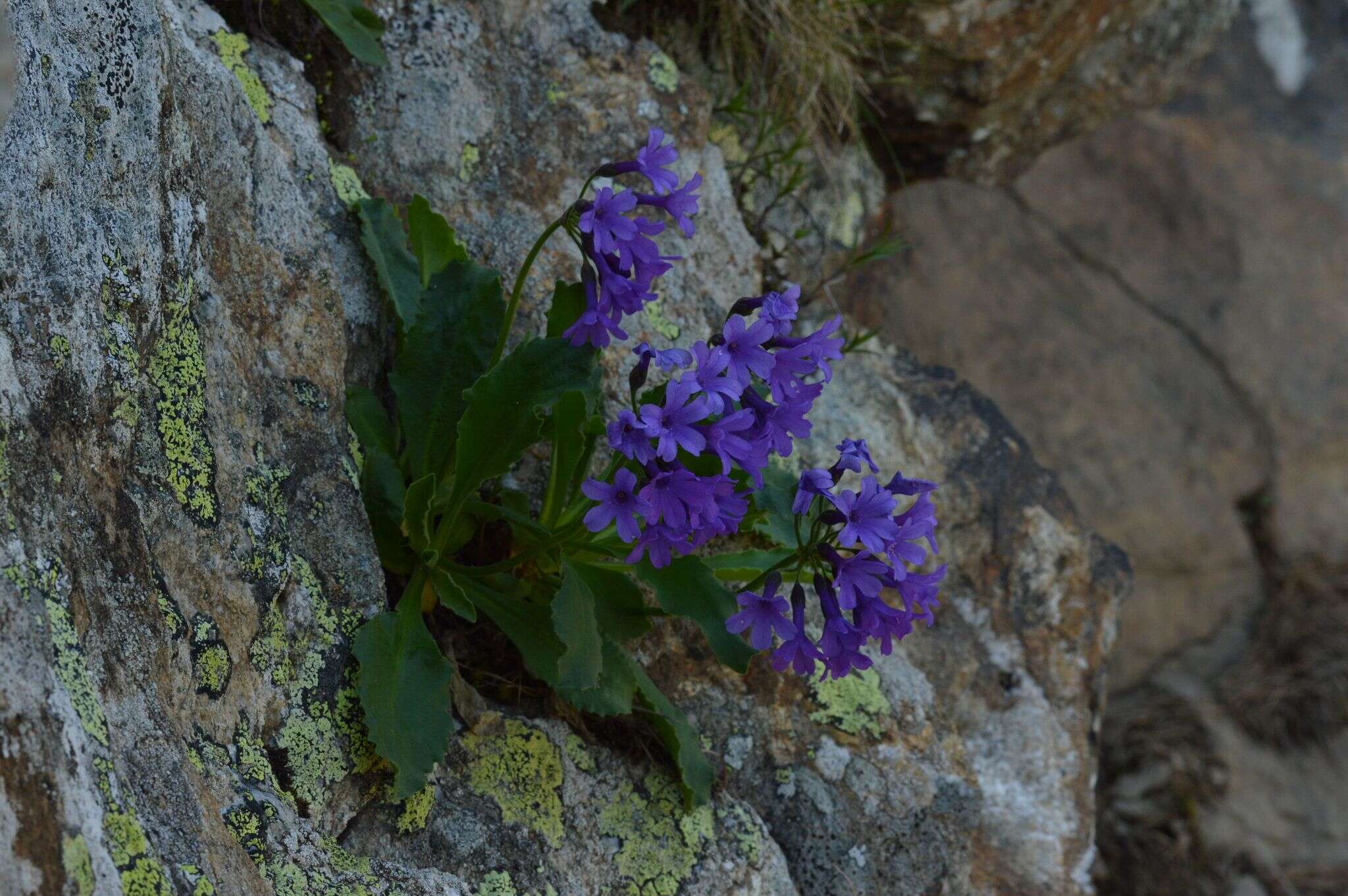 Primula latifolia subsp. graveolens (Hegetschw.) Rouy resmi