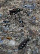 Imagem de Cicindela (Cosmodela) aurulenta Fabricius 1801