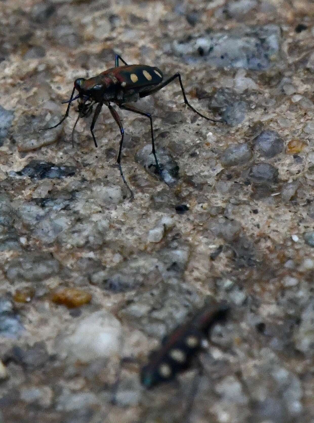 Imagem de Cicindela (Cosmodela) aurulenta Fabricius 1801