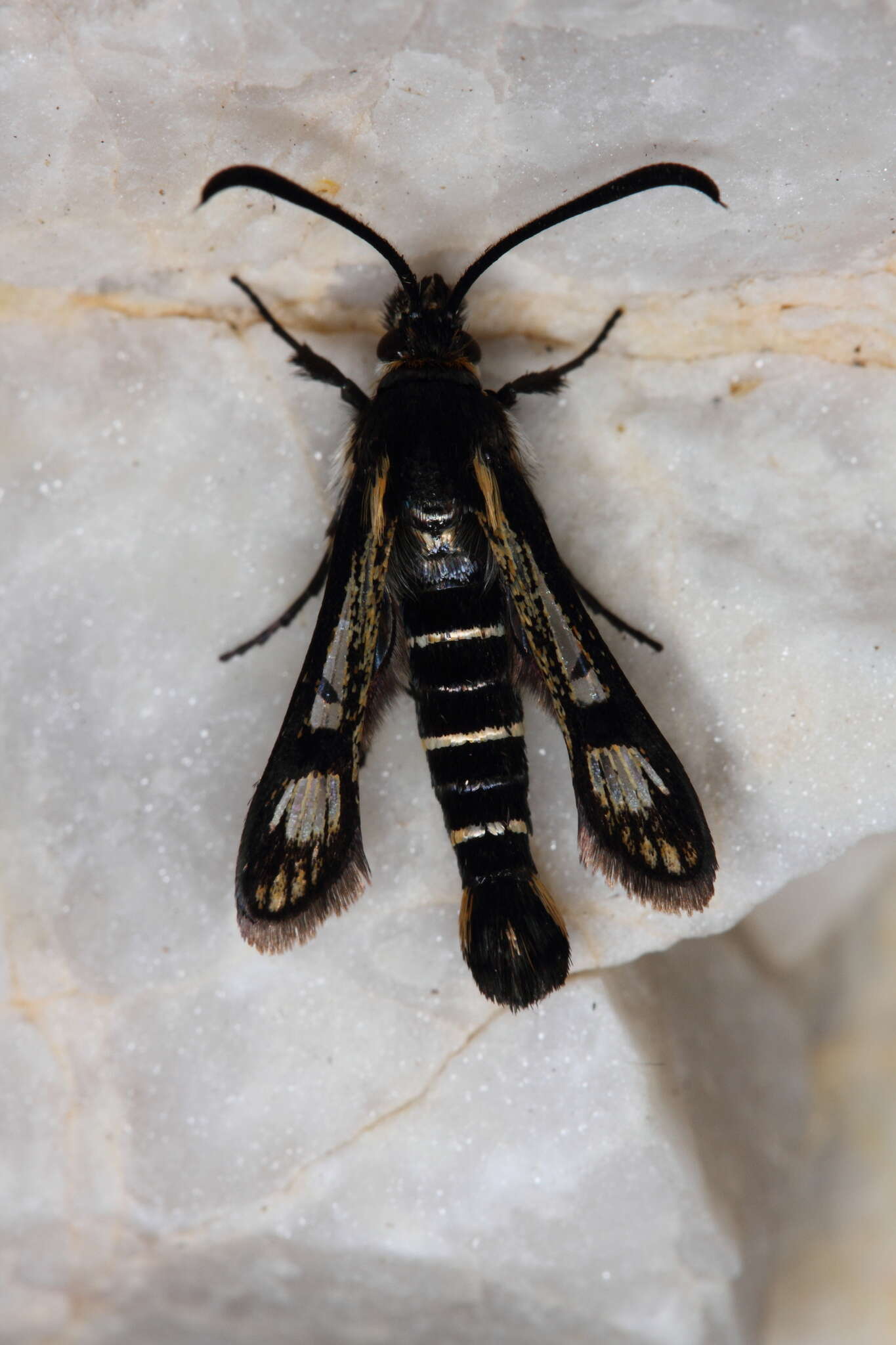 Image of Pyropteron aistleitneri (Spatenka 1992)