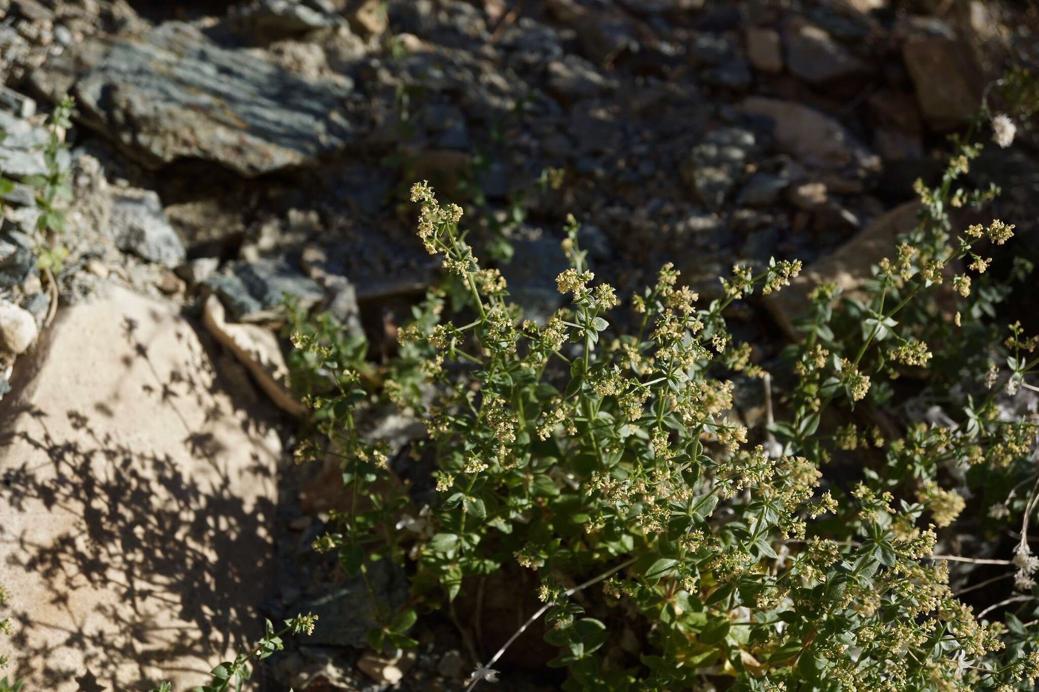 Imagem de Galium multiflorum Kellogg