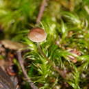 Image of Mycena mijoi Grgur. 2003