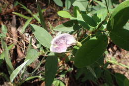 Clitoria mariana L. resmi