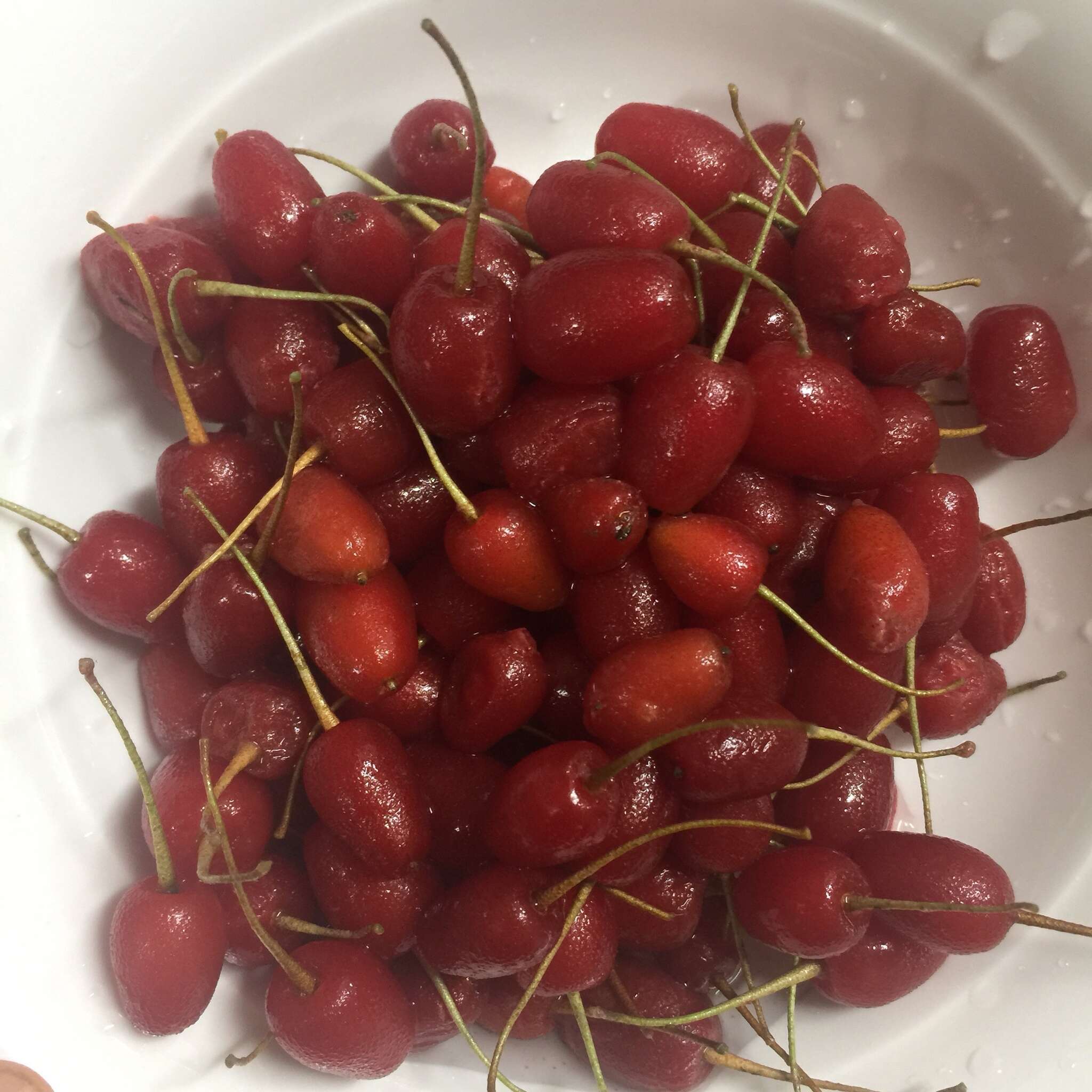 Image of cherry silverberry
