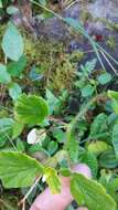 Image of Brazilian Begonia