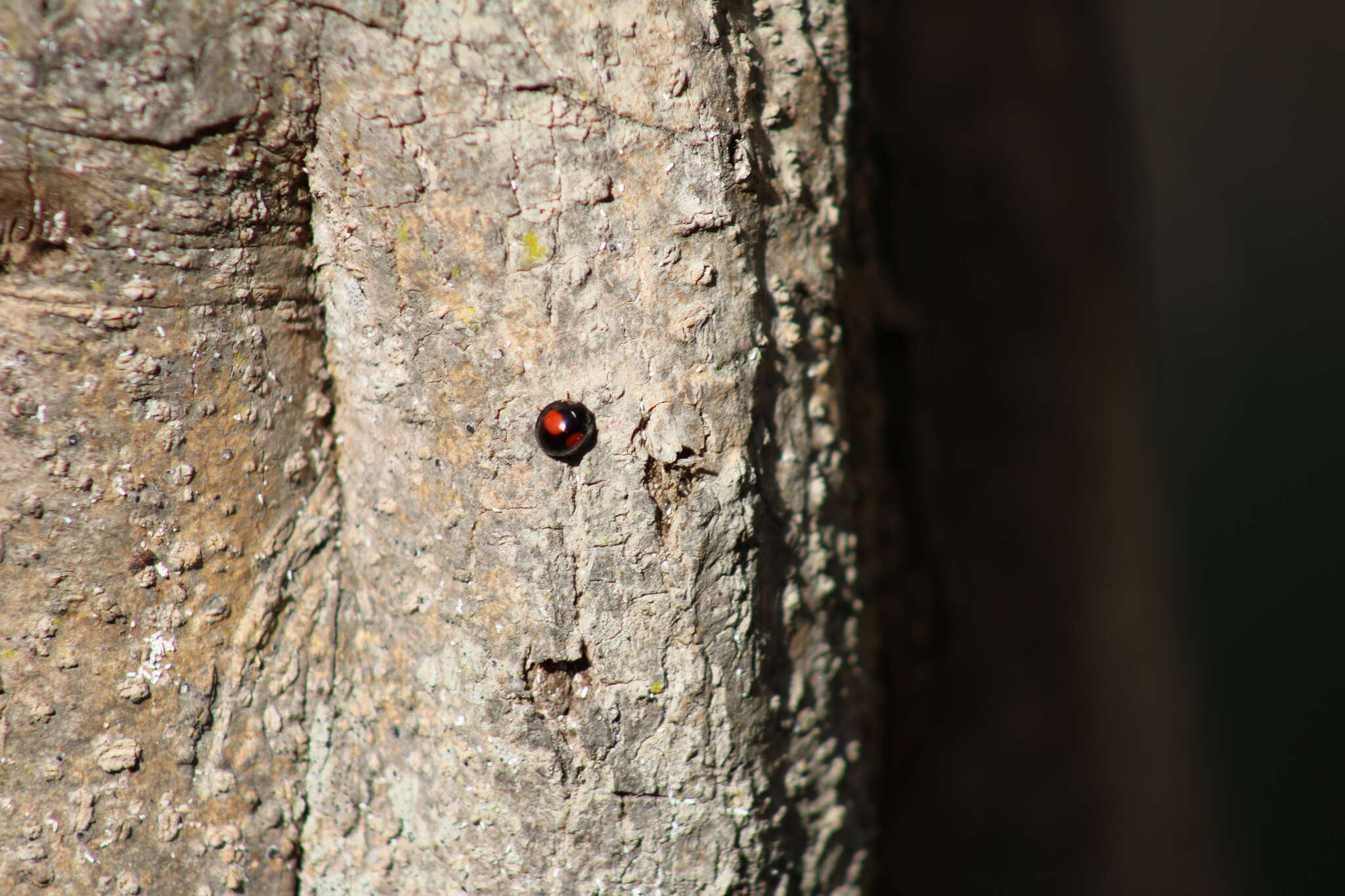 Image of Cactus Lady Beetle