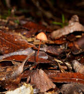 Sivun Mycena ura Segedin 1991 kuva