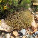 Image de Helichrysum cylindriflorum (L.) Hilliard & Burtt