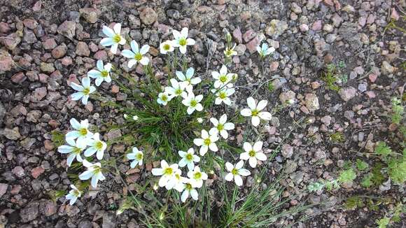 Image of Bog Stitchwort