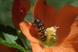 Image of Acmaeodera decipiens Le Conte 1866