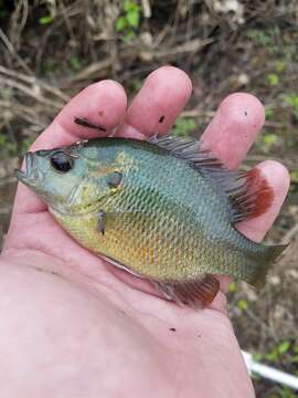 Image of Redspotted Sunfish