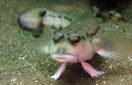 Image of Ramsay&#39;s grubfish