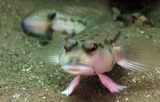 Image of Ramsay&#39;s grubfish