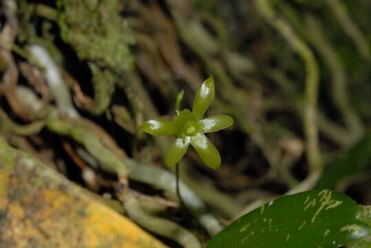 Image de Lemurella culicifera (Rchb. fil.) H. Perrier