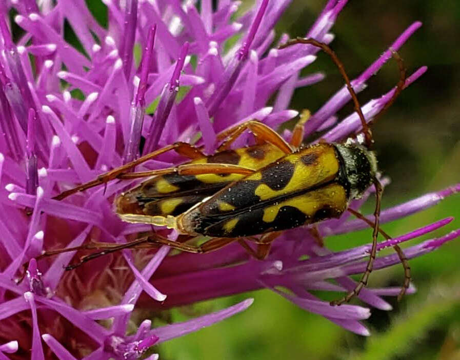 Imagem de Typocerus octonotatus (Haldeman 1847)