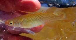 Imagem de Fundulus sciadicus Cope 1865