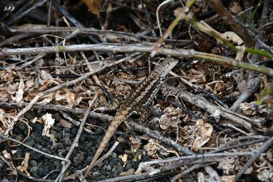 Слика од Microlophus grayii (Bell 1843)