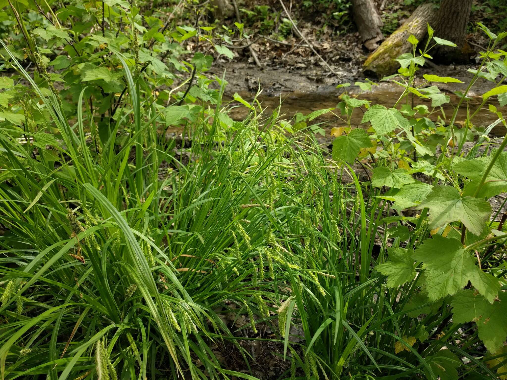 Image of Drooping Sedge